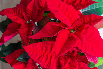 <strong>一品红</strong>更好的知道的红色的圣诞节明星花传统的装饰植物为圣诞节时间庆祝活动