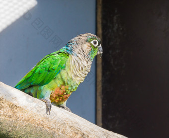 美丽的特写镜头绿色无礼地说长尾小鹦鹉小鹦鹉从巴西