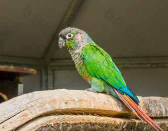 绿色无礼地说长尾小鹦鹉从一边视图热带和色彩斑斓的宠物从巴西
