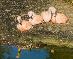 家庭粉红色的智利火烈鸟坐着关闭在一起的地面附近的水