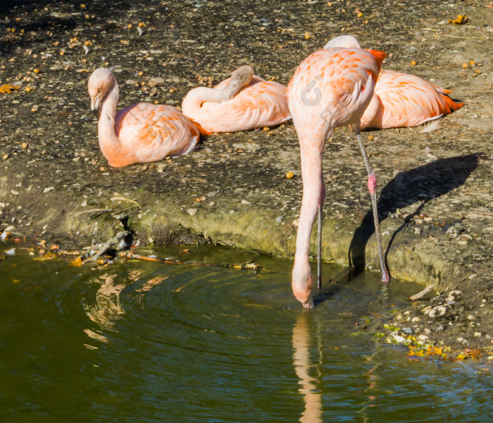 渴了粉红色的智利火烈鸟喝水出的湖和三个其他火烈鸟坐着的背景