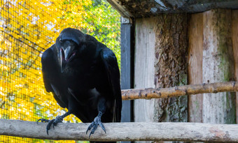 大黑色的乌鸦与他的嘴打开令人毛骨悚然的神话鸟