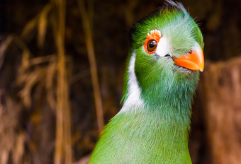 有趣的白色无礼地说Turaco与他的头特写镜头色彩斑斓的绿色鸟从非洲