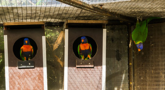 彩虹吸蜜鹦鹉鹦鹉坐着鸟屋和一个挂的天花板的鸟类饲养场色彩斑斓的鸟从澳大利亚