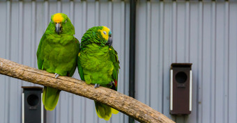 关闭夫妇两个亚马逊鹦鹉在一起分支一个黄色的加冕和一个蓝色的的亚马逊热带鸟从的亚马逊盆地