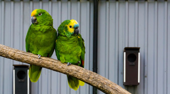 鸟夫妇两个绿色<strong>亚马逊</strong>鹦鹉关闭在一起分支一个黄色的加冕和一个蓝色的的<strong>亚马逊</strong>热带鸟从的<strong>亚马逊</strong>盆地美国