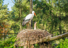 白色鹳站它的巢非洲鸟那迁移欧洲