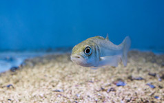 银少年海低音肖像年轻的小鱼