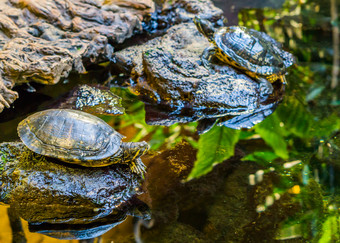 黄色的大肚子的滑块乌龟的水一边铺设岩石受欢迎的爬行动物宠物从的河流美国