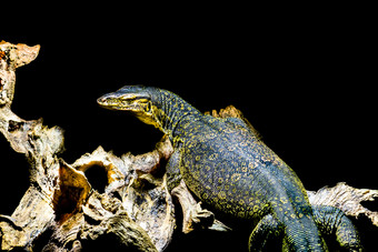常见的水监控孤立的黑色的背景大热带蜥蜴从亚洲
