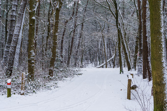 冬天季节荷兰<strong>森林</strong>景观白色雪<strong>森林</strong>路和树欧洲<strong>森林</strong>的荷兰