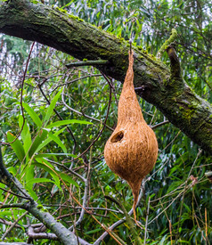 手工制作的鸟房子使出椰子有创意的花园装饰