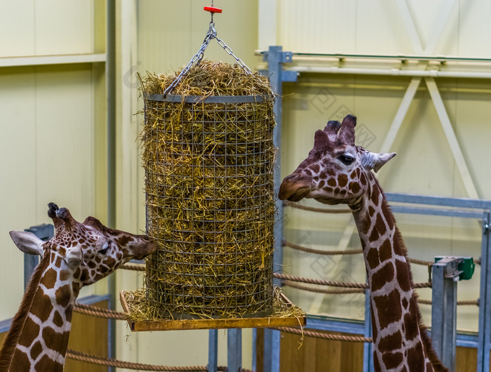 两个网状的长颈鹿吃从有篮子动物动物园喂养设备