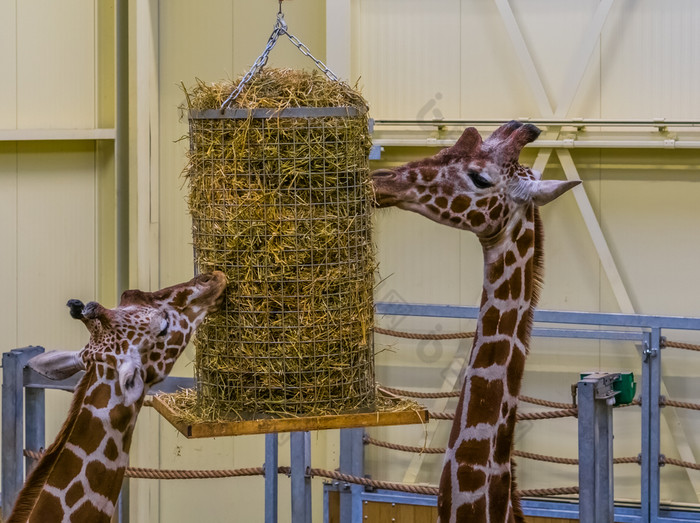 网状的长颈鹿吃从有篮子动物喂养设备
