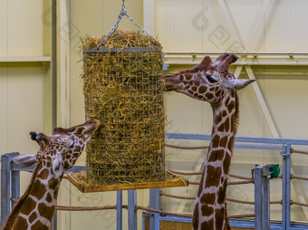网状的长颈鹿吃从有篮子动物喂养设备