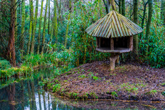 木树小屋的河一边热带看沼泽景观