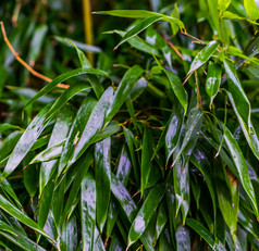 绿色湿竹子叶子宏特写镜头自然背景模式中国人花园
