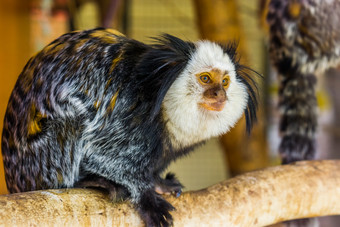 的脸白色领导绒猴特写镜头热带猴子从巴西受欢迎的动物园动物