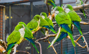 许多和尚长尾小鹦鹉坐着在一起分支机构的鸟类饲养场受欢迎的宠物养鸟热带鸟从阿根廷