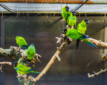 集团南日长尾小鹦鹉坐着分支在一起的鸟类饲养场受欢迎的热带宠物从美国