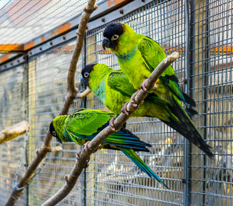 三个南日Conures坐着在一起分支的鸟类饲养场受欢迎的宠物养鸟热带小鹦鹉从美国
