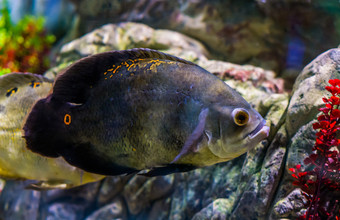 奥斯卡老虎丽鱼科鱼与主要是固体灰色颜色和几橙色点受欢迎的宠物水产养殖