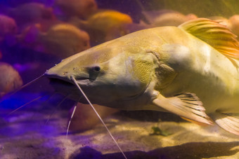 红色的尾巴鲶鱼脸特写镜头大鱼从的亚马逊盆地受欢迎的鱼水产养殖和的钓鱼体育运动
