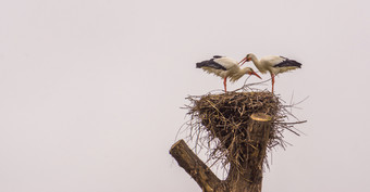 白色鹳夫妇站在一起他们的巢常见的鸟欧洲<strong>迁移</strong>鸟从非洲