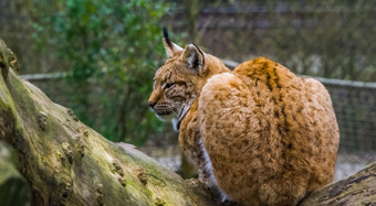 特写镜头欧亚猞猁坐着树分支<strong>野生猫</strong>从欧亚大陆