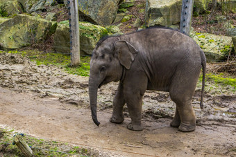 可爱的少年亚洲<strong>大象</strong>特写镜头肖像<strong>大象</strong>小腿濒临灭绝的动物从亚洲