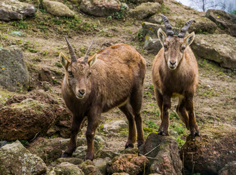 两个高山野山羊站下一个每一个其他动物从的山欧洲