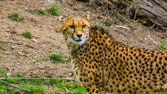 猎豹与它的脸和上身体特写镜头肖像受欢迎的动物园动物脆弱的动物specie从非洲