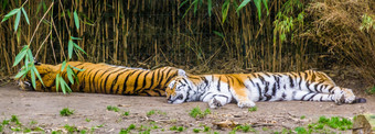 两个<strong>西伯利亚</strong>老虎睡觉在一起的地面濒临灭绝的动物specie从<strong>西伯利亚</strong>