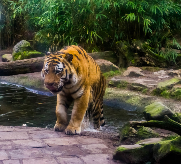 西伯利亚老虎只是未来出他的浴濒临灭绝的动物specie从西伯利亚