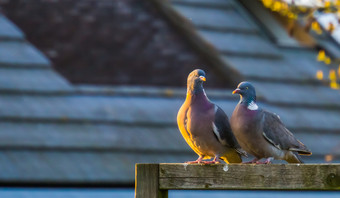 夫妇常见的木鸽子坐着在一起木梁常见的鸽子欧洲