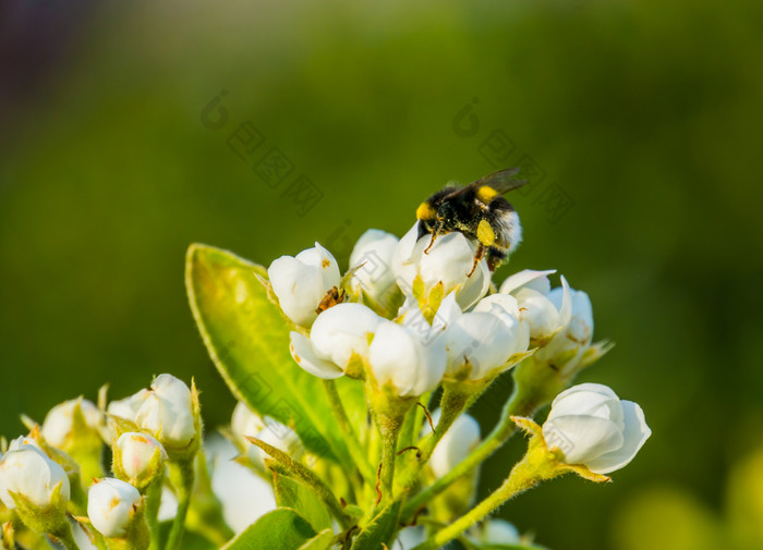 蜜蜂授粉白色玫瑰宏特写镜头蜜蜂白色花自然背景