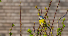 欧亚蓝色的乳头坐着树分支常见的野生鸟从欧亚大陆