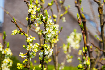 宏特写镜头水果树与白色小玫瑰培养有机水果在春天