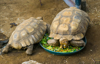 乌龟坐着的喂养碗吃蔬菜土地乌龟喂养和宠物哪