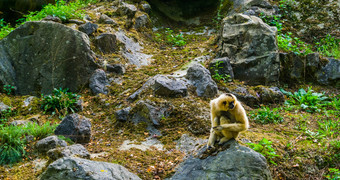 女黄色的无礼地说吉本坐着岩石肖像热带猿濒临灭绝的动物specie从亚洲