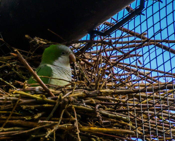 和尚长尾小鹦鹉坐着它的巢鸟繁殖季节春天热带鸟从美国受欢迎的宠物养鸟
