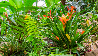 橙色植绒的空气植物热带花园受欢迎的异国情调的首页和花园植物