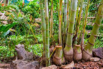 竹子<strong>树干</strong>巨大的竹子specie受欢迎的热带植物和树为的花园