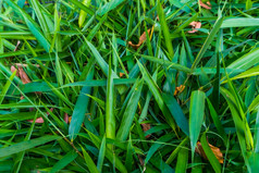 宏特写镜头绿色竹子叶子受欢迎的热带花园植物自然背景