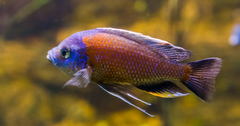 itungi红色的帽沙子吃鱼特写镜头色彩斑斓的鱼充满活力的紫色的和橙色观赏水族馆宠物