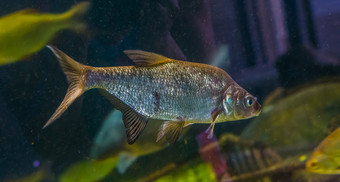 特写镜头肖像常见的鲤科鱼游泳的水闪亮的银鱼受欢迎的宠物水产养殖