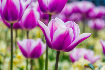 宏特写镜头白色和紫色的郁金香花与场郁金香的<strong>背景传统</strong>的荷兰花自然<strong>背景</strong>