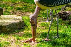 马拉布鹳喂养死动物尸体热带食腐动物鸟从非洲
