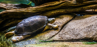 中央非洲泥乌龟走的水一边热带半水生乌龟从非洲