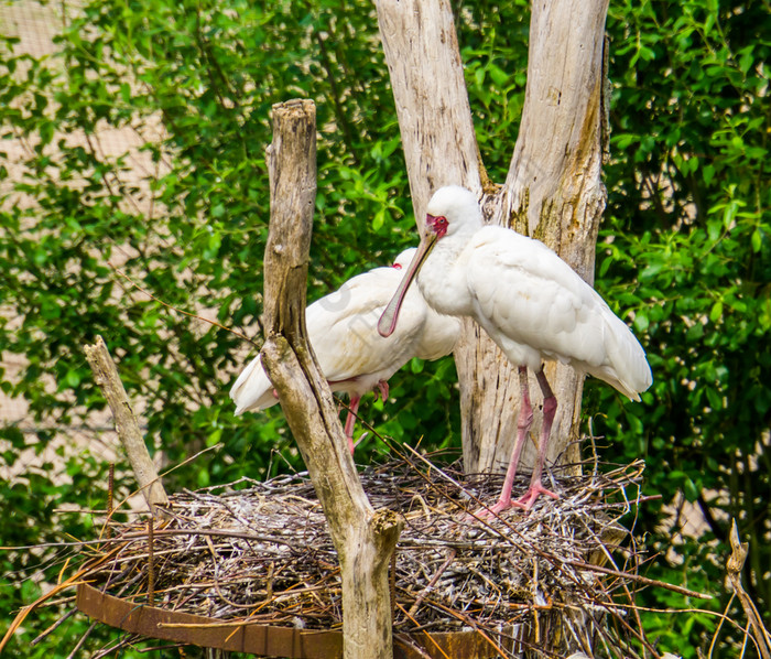 特写镜头非洲篦鹭鸟夫妇站他们的巢在鸟繁殖季节热带涉水鸟从非洲和马达加斯加